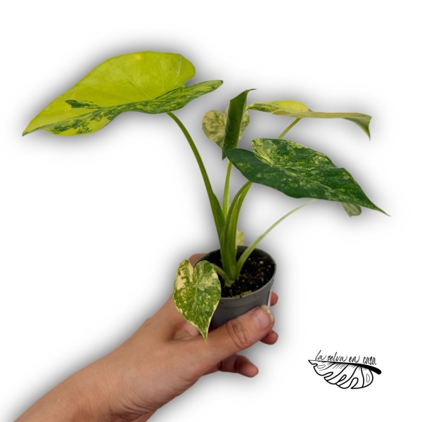 Alocasia Macrorrhiza Aurea