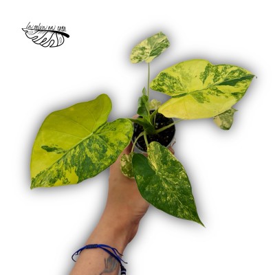 Alocasia Macrorrhiza Aurea 2