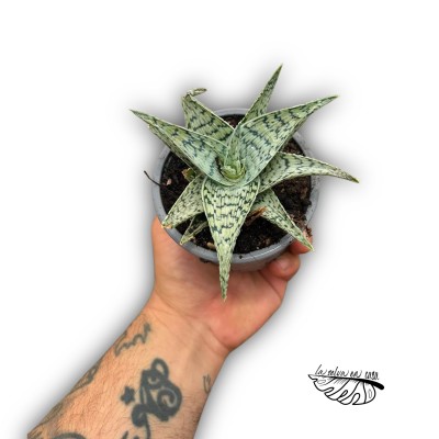 Aloe snowflake SMALL 2