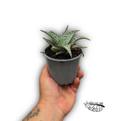 Aloe snowflake SMALL