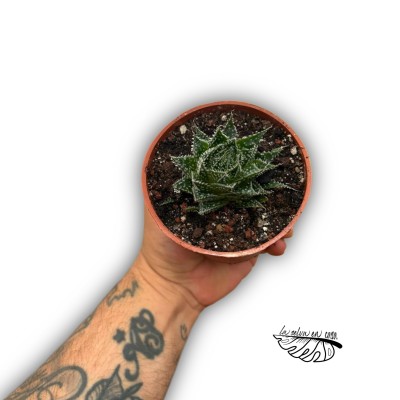 Aloe Zambezi MEDIUM