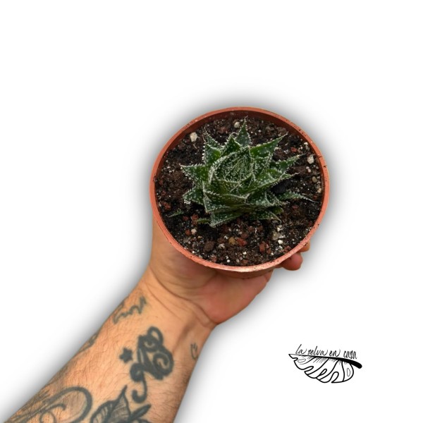 Aloe Zambezi MEDIUM