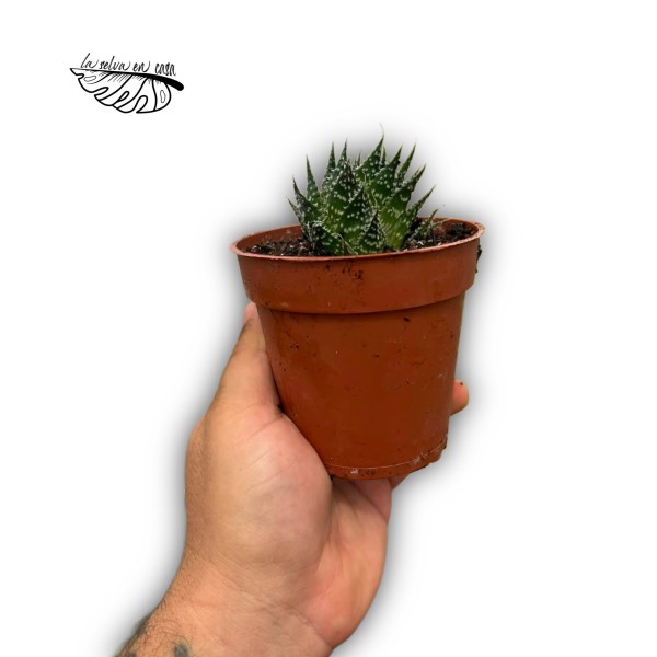 Aloe Zambezi MEDIUM