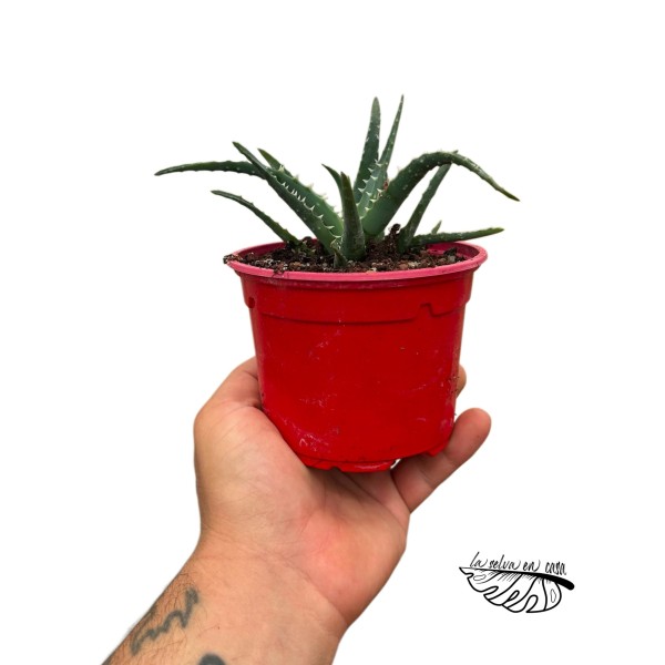 Aloe Bora MEDIUM