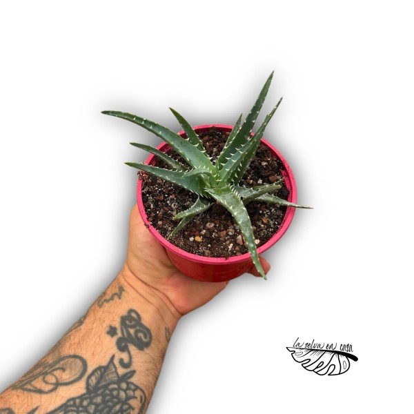 Aloe Bora MEDIUM