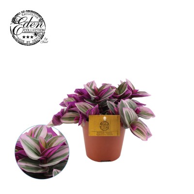 Tradescantia albiflora 'Nanouk' 2