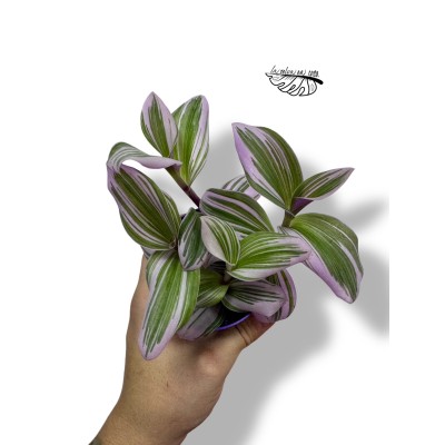 Tradescantia albiflora 'Nanouk'