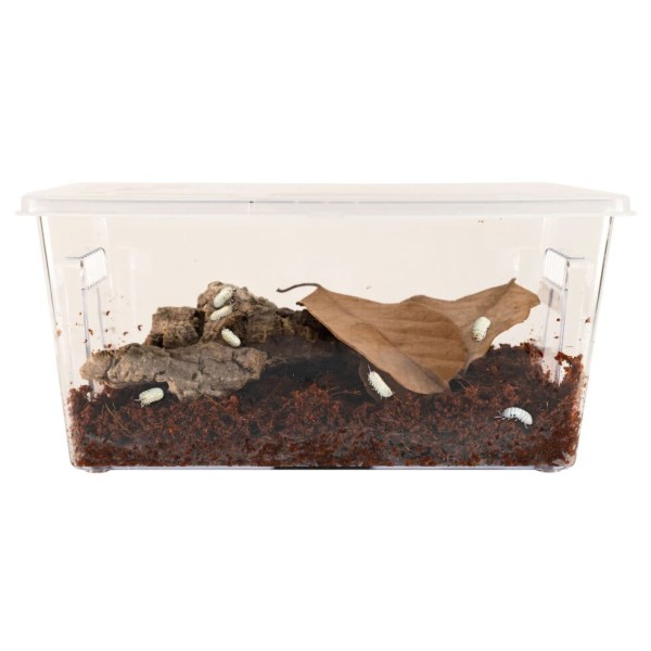 Creatures® Roly-Poly Kit – Isopod Habitat