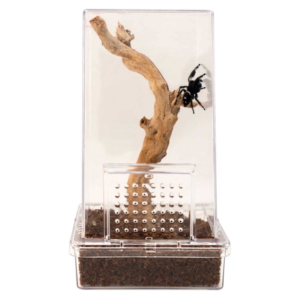 Creatures® Jumping Spider Kit – Hábitat para Arañas Saltadoras