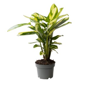 Ctenanthe pilosa "Golden Mosaic" 2