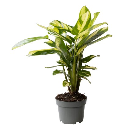 Ctenanthe pilosa "Golden Mosaic"