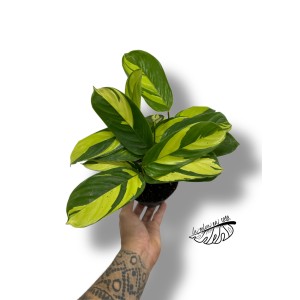 Ctenanthe pilosa "Golden Mosaic"