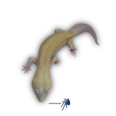 Eublepharis macularius