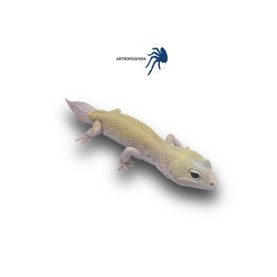 Eublepharis macularius 2