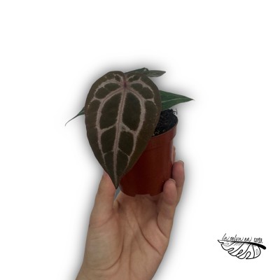 Anthurium ‘Queen of Heart’