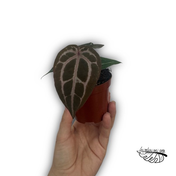 Anthurium ‘Queen of Heart’
