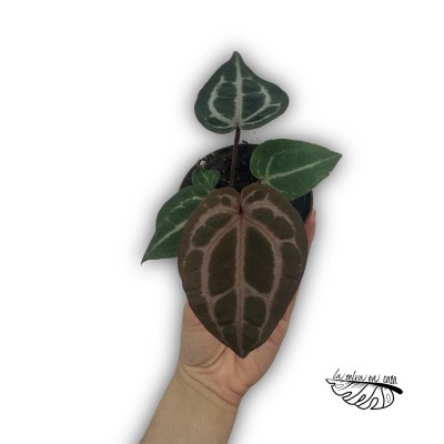Anthurium ‘Queen of Heart’ 2
