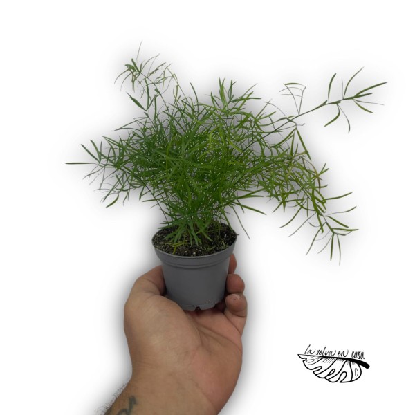 Asparagus dens. Cwebe MEDIUM