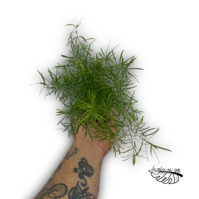 Asparagus dens. Cwebe MEDIUM 2