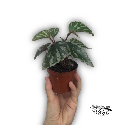 Begonia Jalau MEDIUM