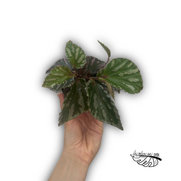 Begonia Jalau MEDIUM
