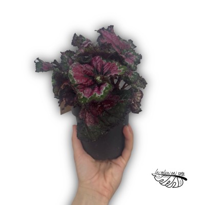 Begonia 'Magic Macarena'