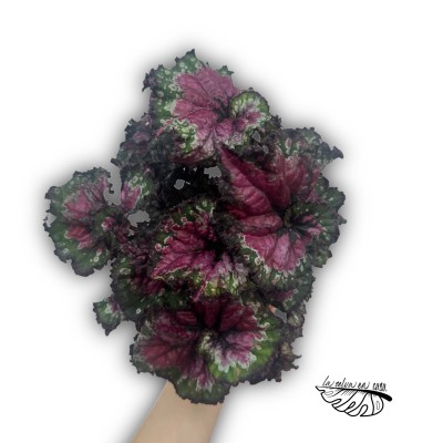 Begonia 'Magic Macarena' 2