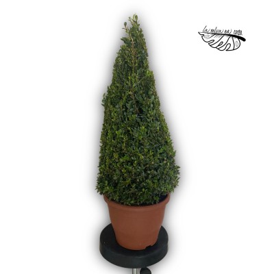 Buxus Bonsai (Bonsái de boj)