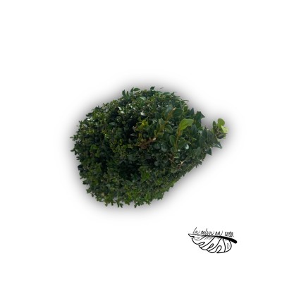 Buxus Bonsai (Bonsái de boj) 2