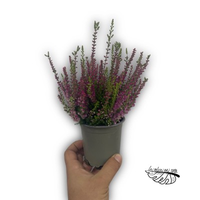 Calluna red sun MEDIUM