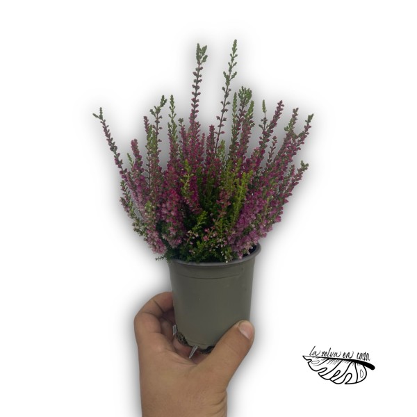 Calluna red sun MEDIUM