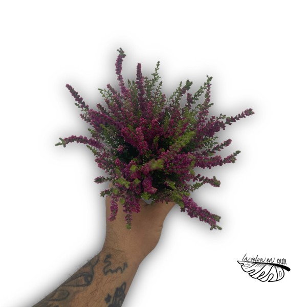 Calluna red sun MEDIUM