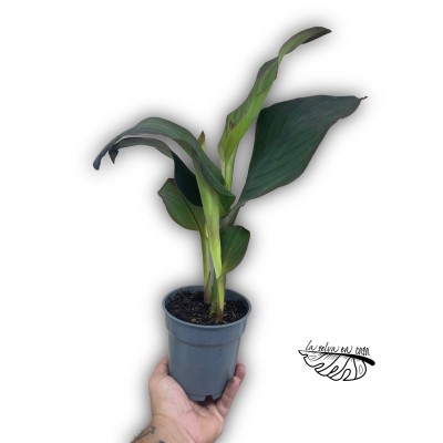 Canna sp. – Planta tropical ornamental de flor