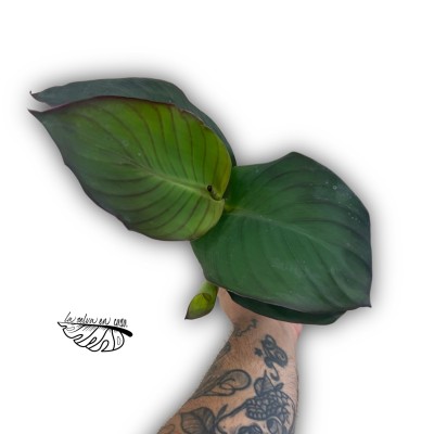 Canna sp. – Planta tropical ornamental de flor 2