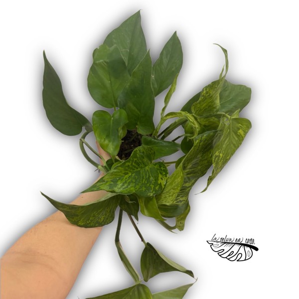 Epipremnum 'Marble Green'
