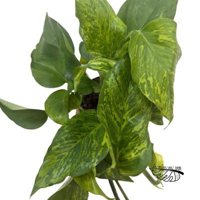Epipremnum 'Marble Green' 2