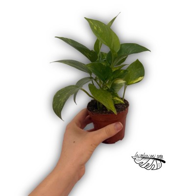 Epipremnum pinnatum 'Aureum' MEDIUM
