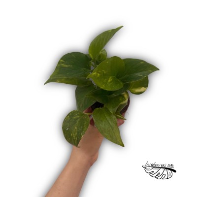 Epipremnum pinnatum 'Aureum' MEDIUM 2