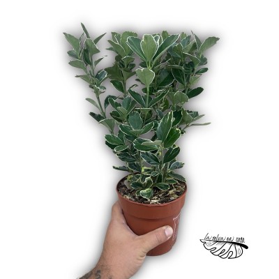 Euonymus japonicus MIXTO LARGE