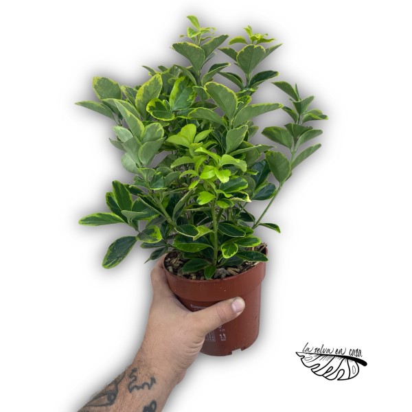 Euonymus japonicus MIXTO LARGE