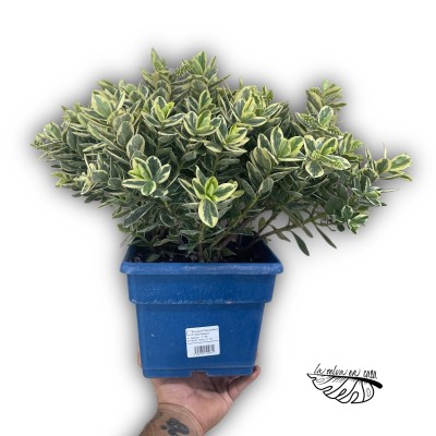Hebe sp. – Planta ornamental de exterior MEDIUM