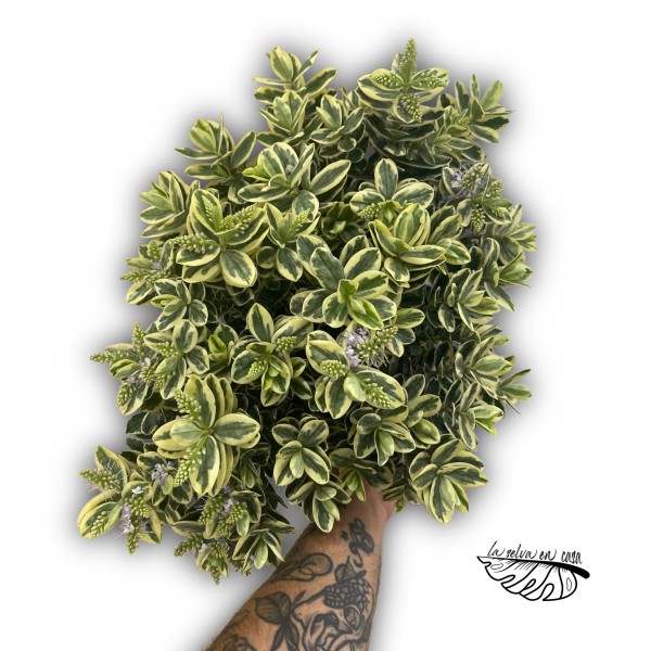Hebe sp. – Planta ornamental de exterior MEDIUM