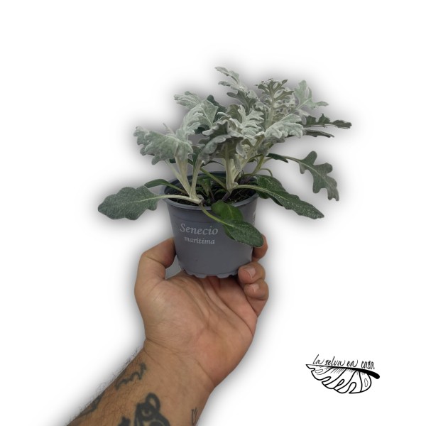Jacobaea senecio cineraria MEDIUM