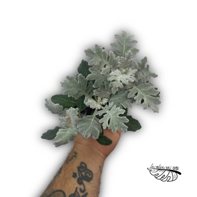 Jacobaea senecio cineraria MEDIUM 2