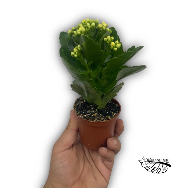Kalanchoe 'Rosalina' amarillo Mini