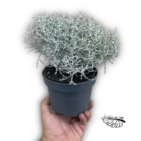 Leucophyta brownii LARGE