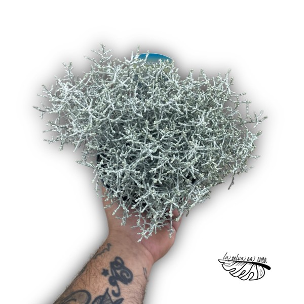 Leucophyta brownii LARGE
