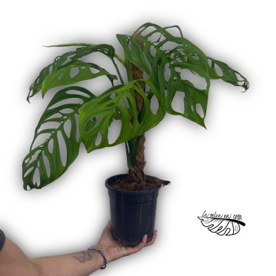 Monstera "Esqueleto"