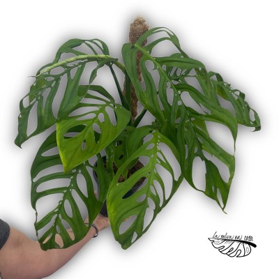 Monstera "Esqueleto" 2