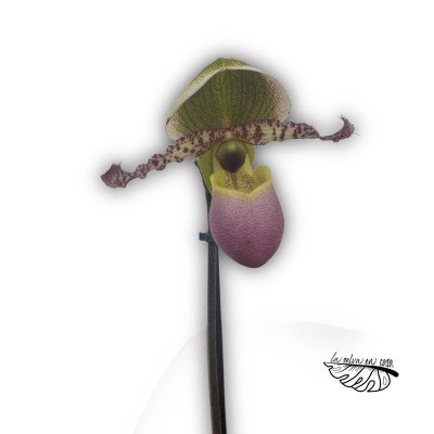Paphiopedilum "Pinocchio" CON FLOR LARGE 2